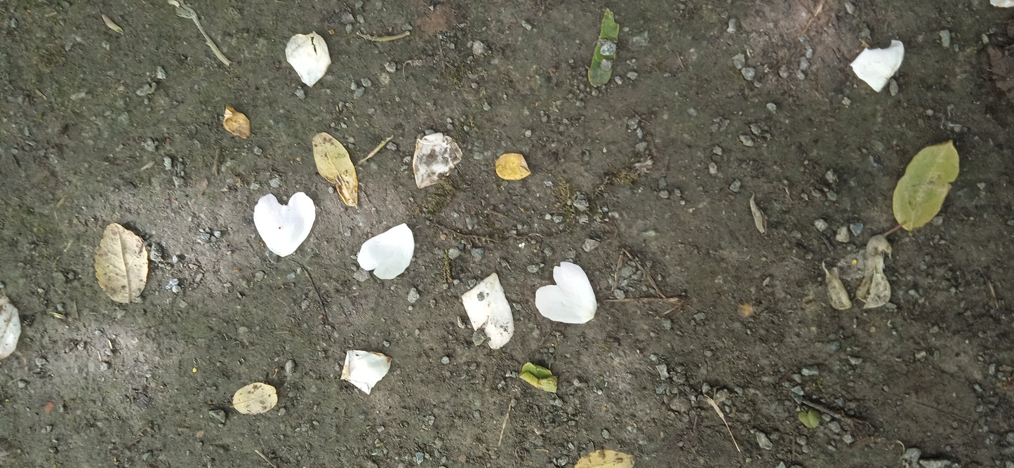 Ontspannings-wandel-sessie in de natuur